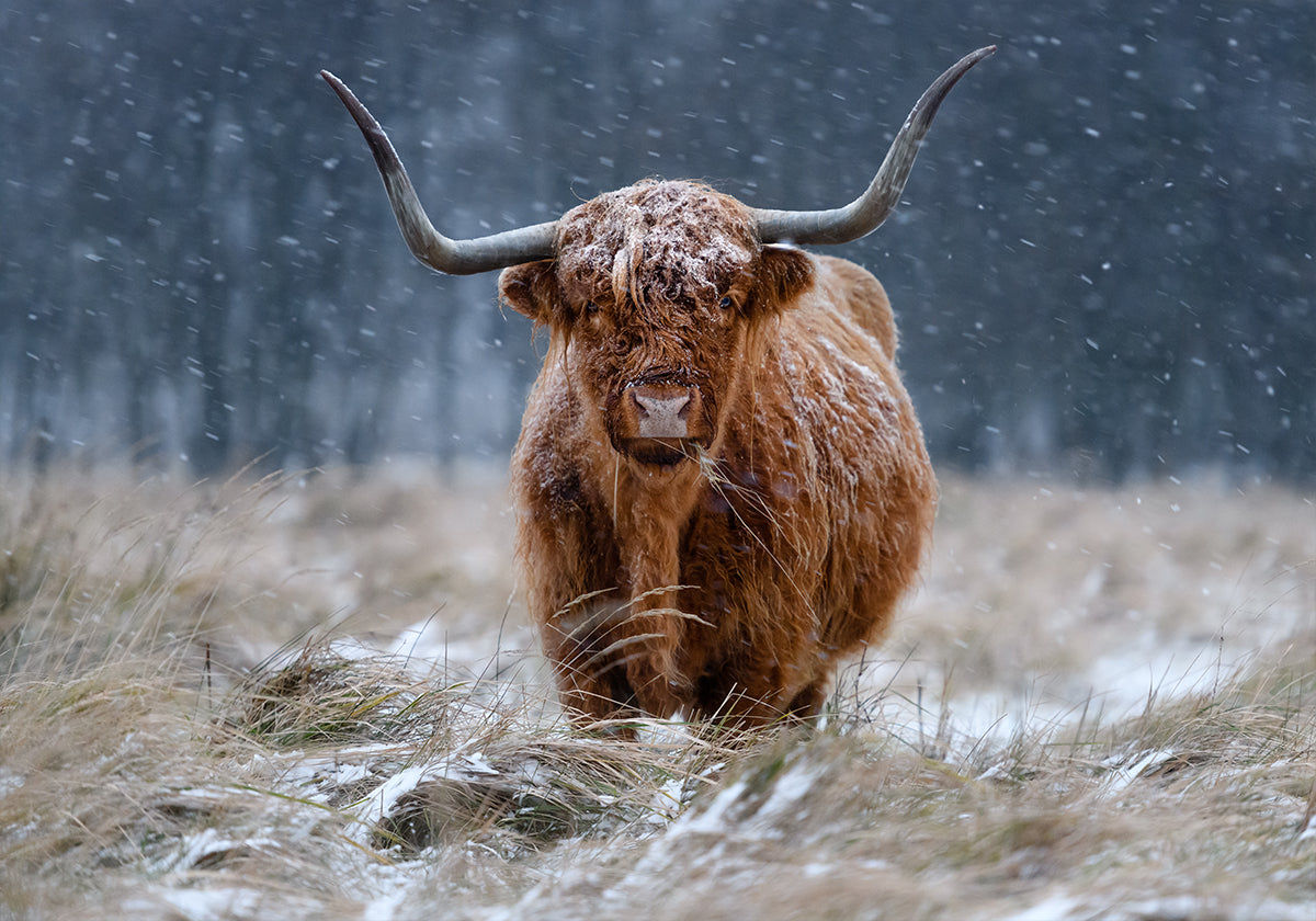 Vaca de las tierras altas nevadas