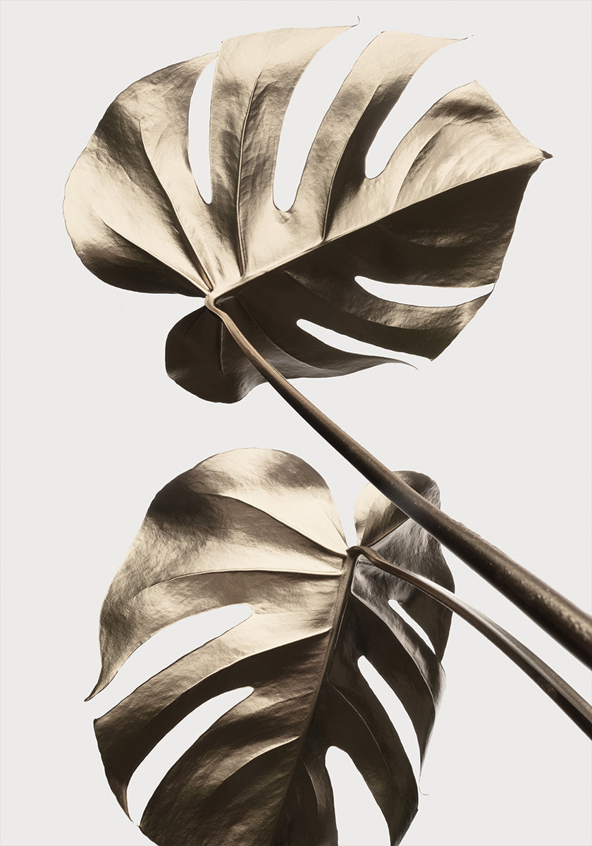 Monstera Oro 08 Póster