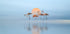 Flamingo in haven (NEW) - Posterbox