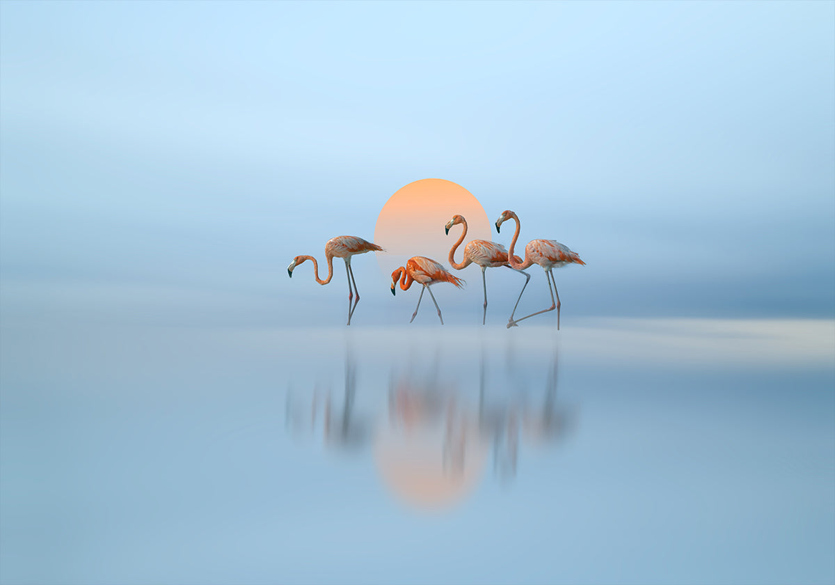 Flamingo in haven (NEW) - Posterbox