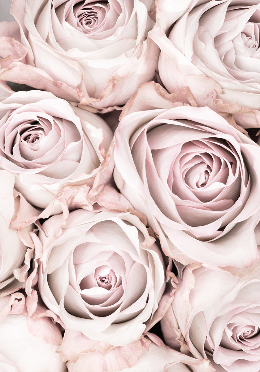 Rosas Rosadas No 01