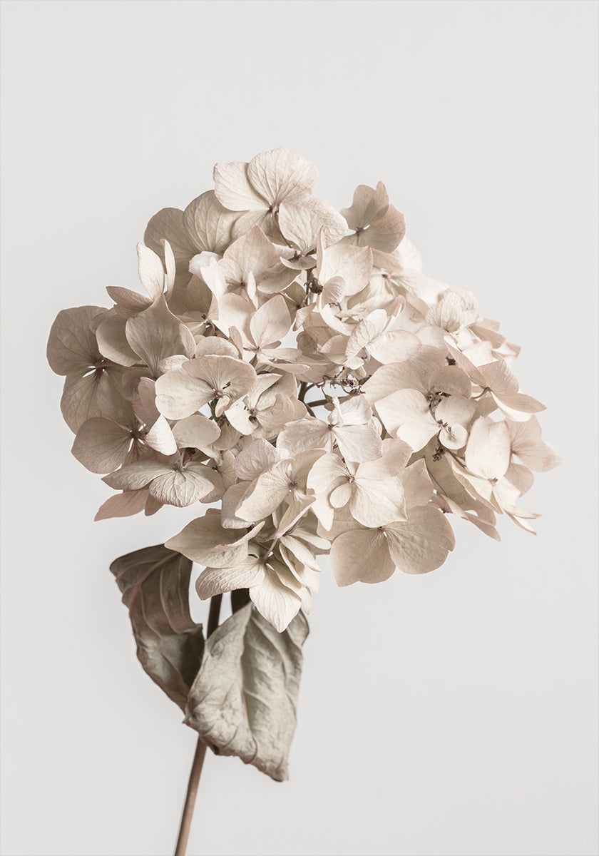 Póster Flor seca beige