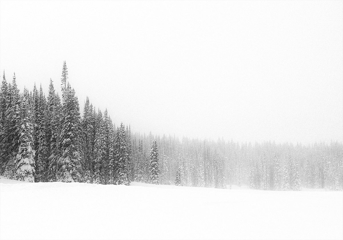 Bosque para los árboles Póster