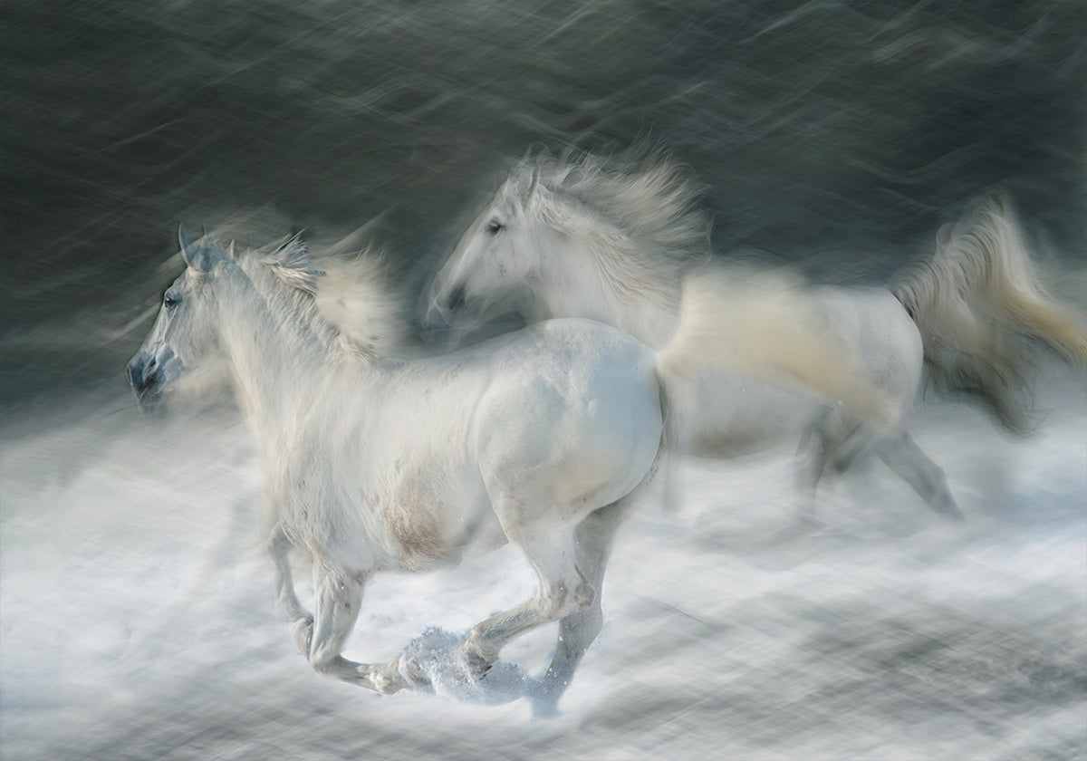 galopar en un duelo Póster