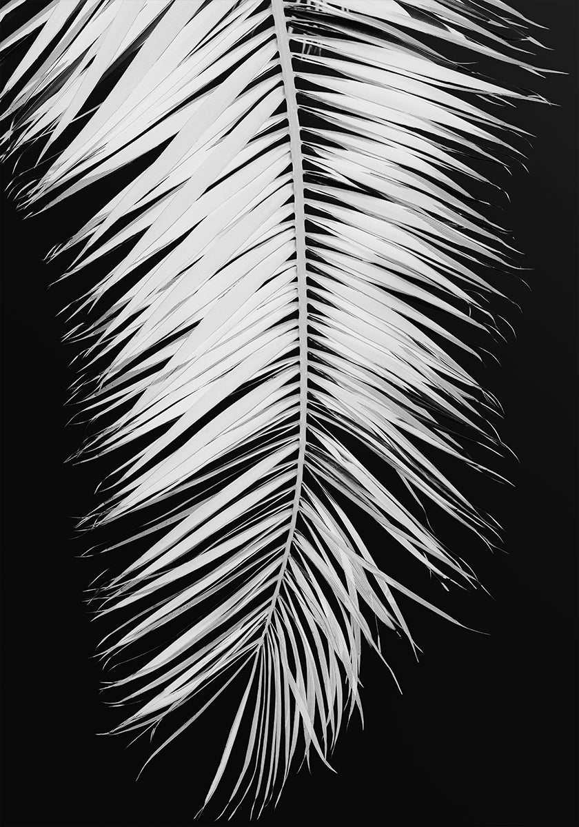 Hoja de palma No.4 Póster