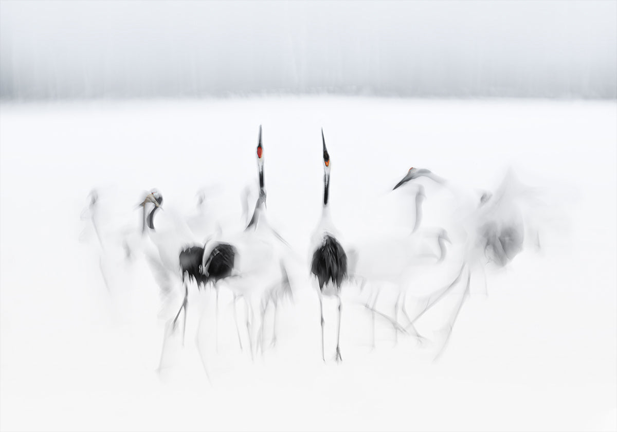 Ballet caligráfico Póster