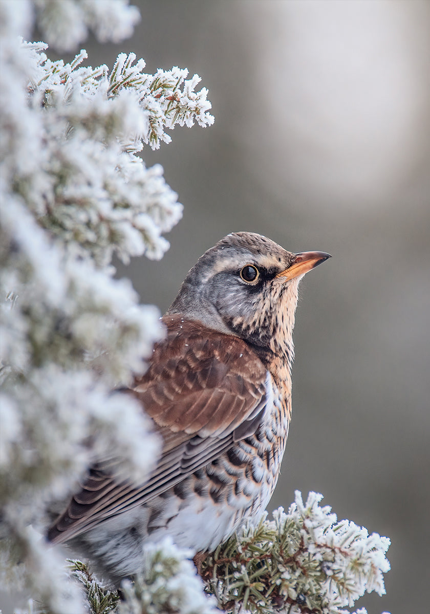 Póster Fieldfare en un entorno invernal