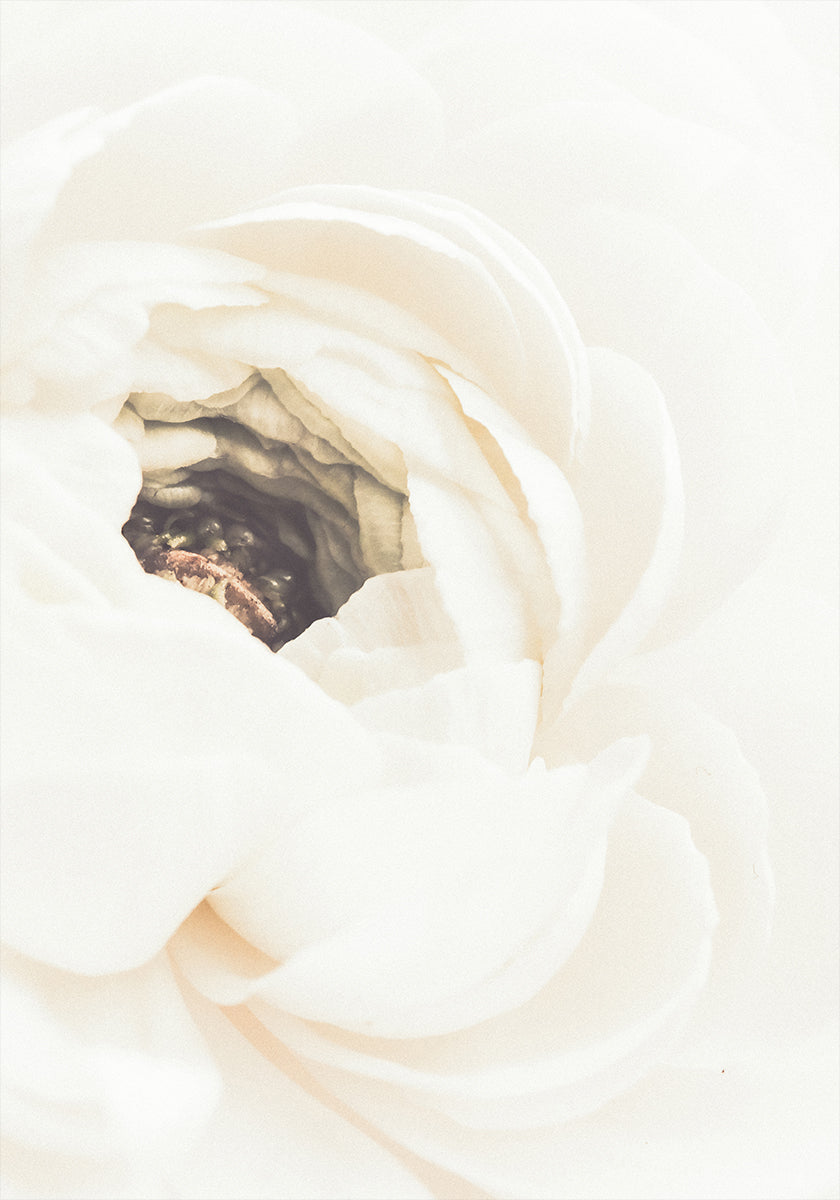 Flor Blanca No.1 Póster