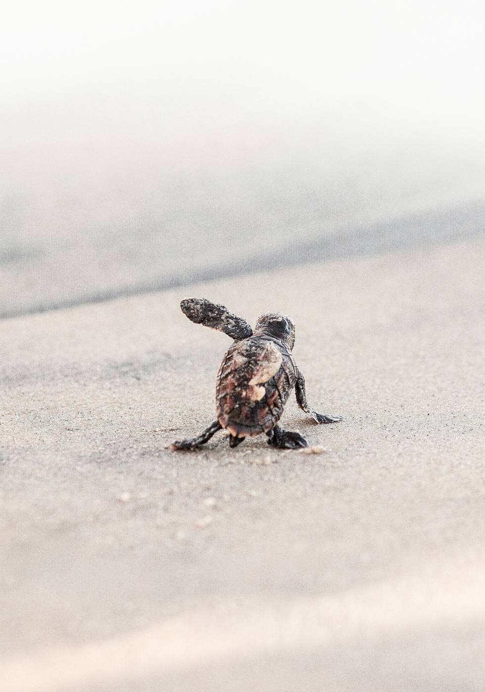 Newborn Sea Turtle Leaving The Nest Plakat - Posterbox.dk