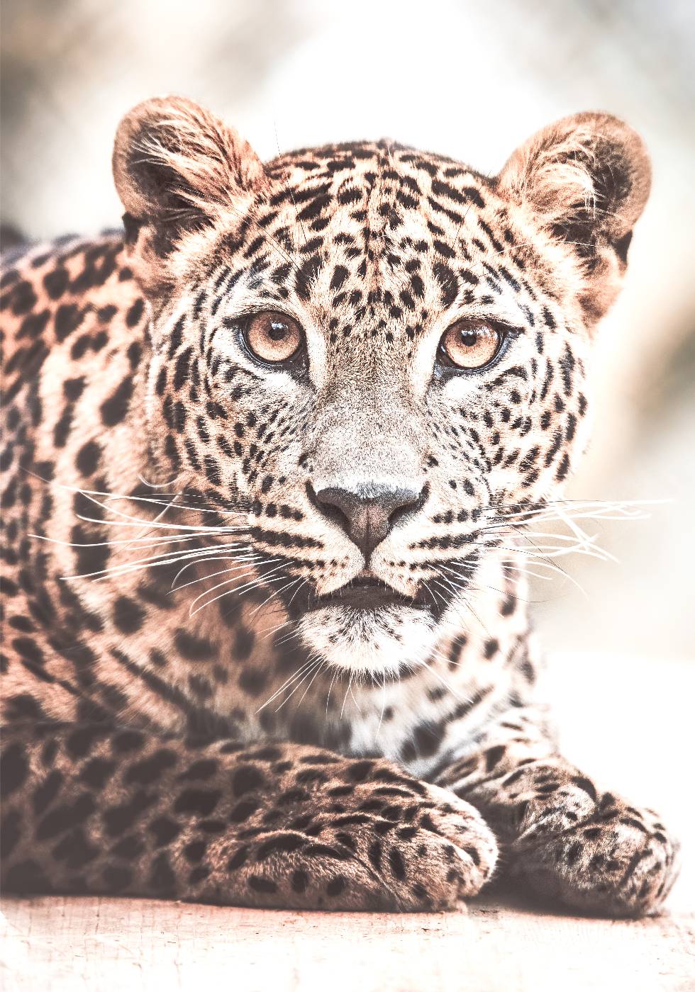 Wild Leopard Plakat - Posterbox.dk