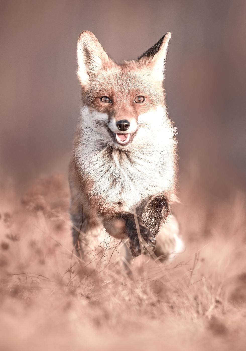 Smiling Fox Plakat - Posterbox.dk