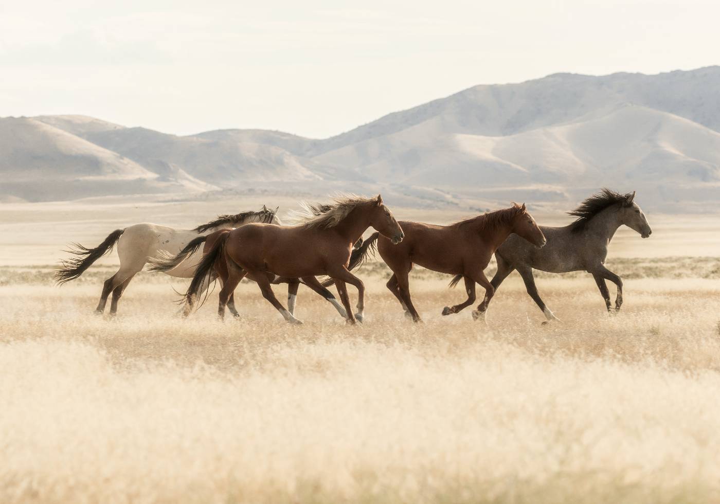 Wild Horses Running Plakat - Posterbox.dk