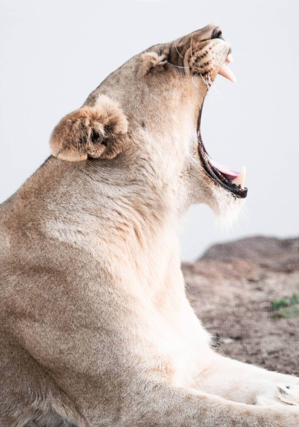 Lioness Roar Plakat - Posterbox.dk