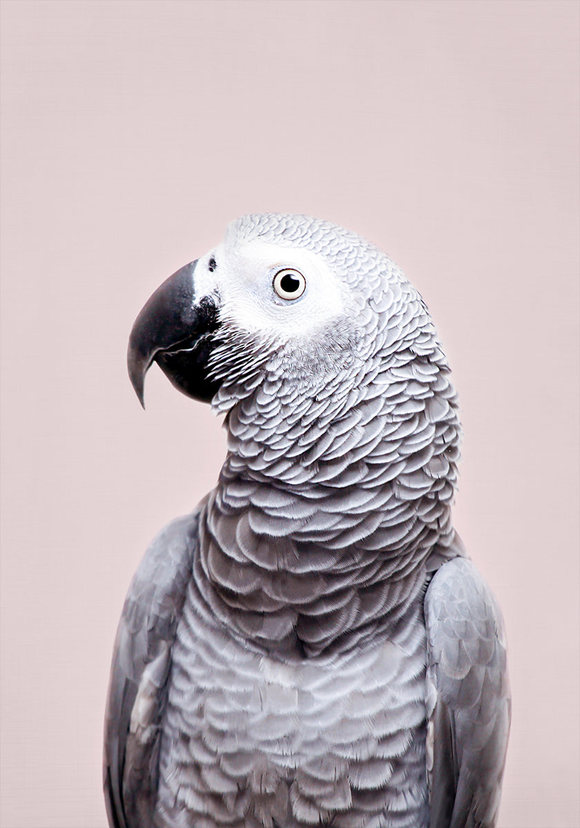 gris africano