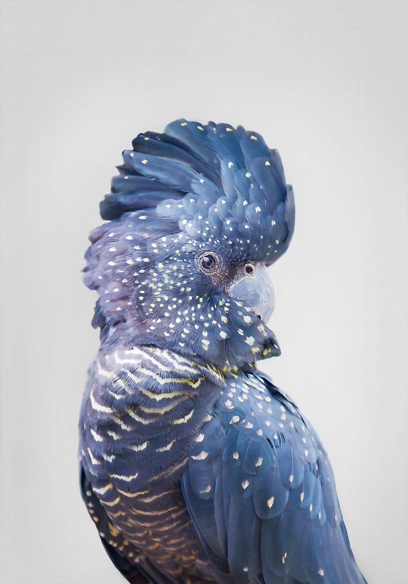 cacatúa negra