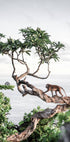 Monkey in Tree Plakat - Posterbox.dk
