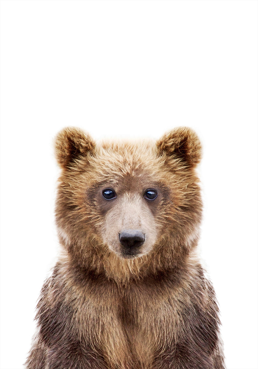 oso bebe
