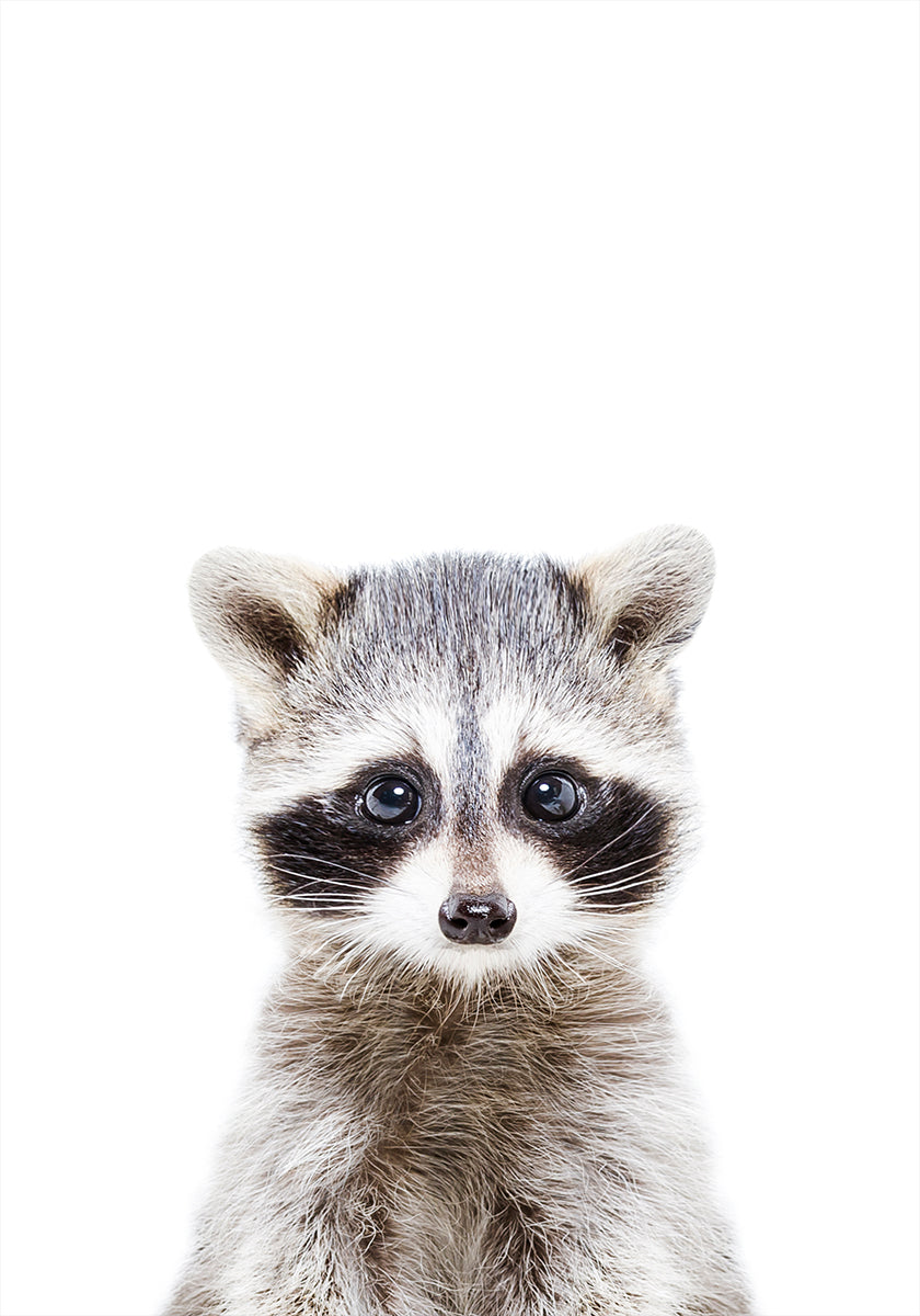 mapache bebe