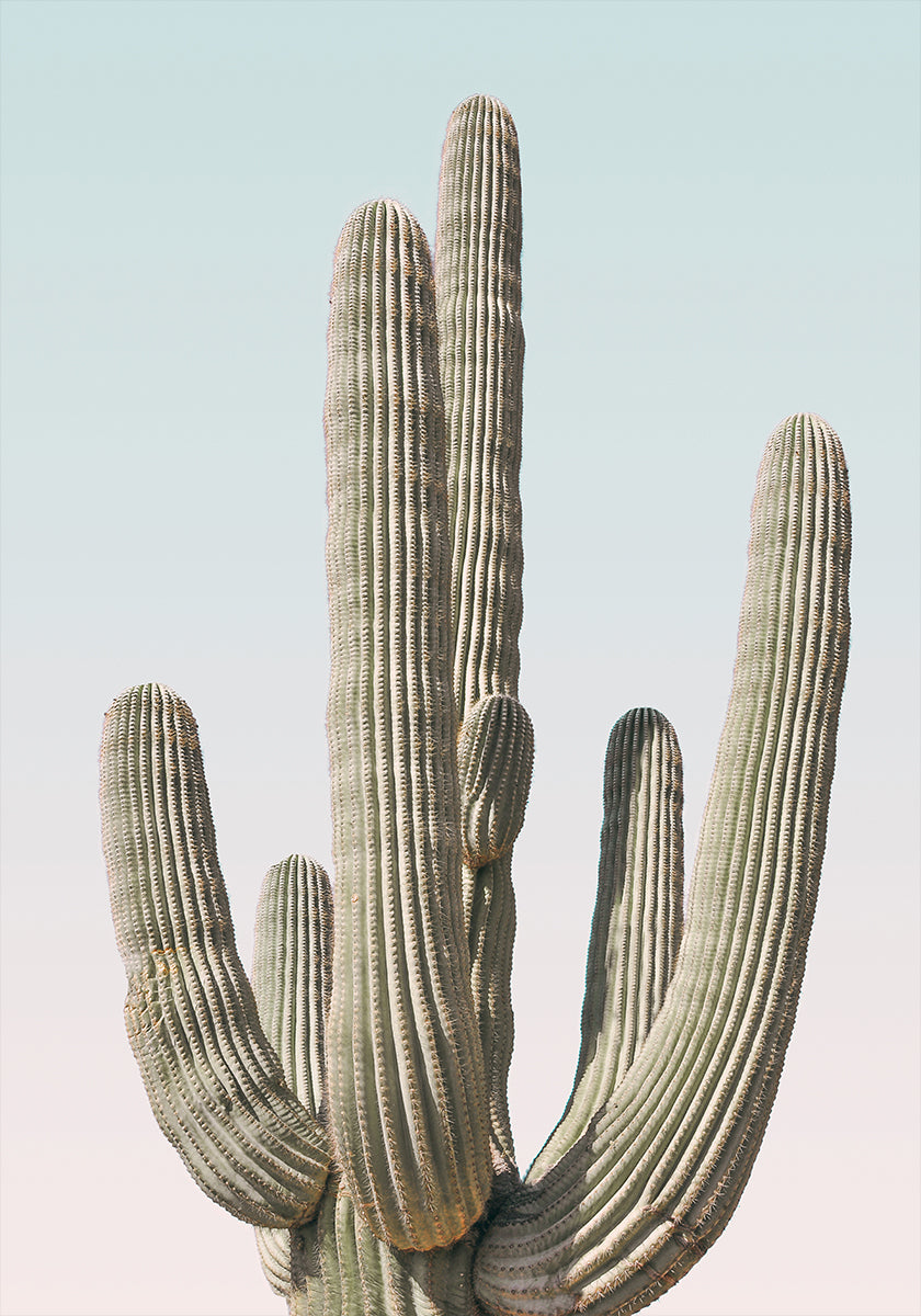 Saguaro Póster