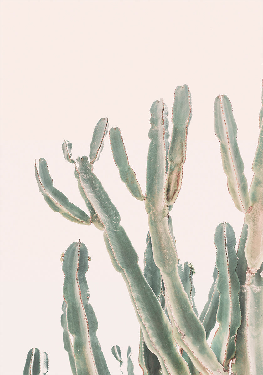 cactus del amanecer