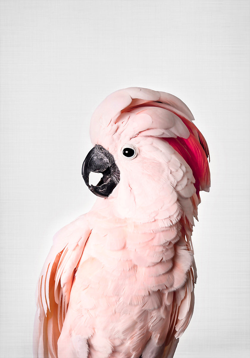 cacatúa rosa