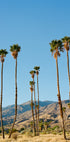 Palm Springs Morning on Film (NEW) - Posterbox