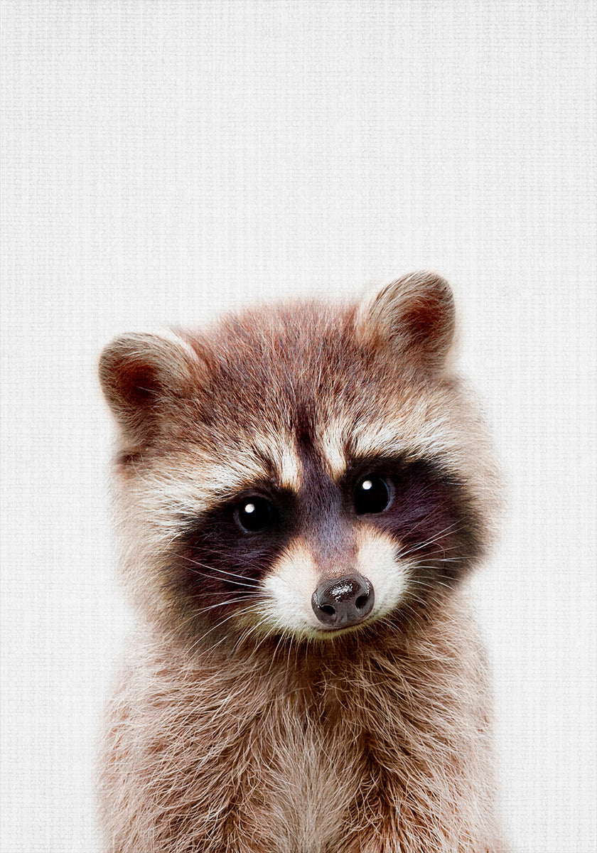 Mapache Peekaboo Póster