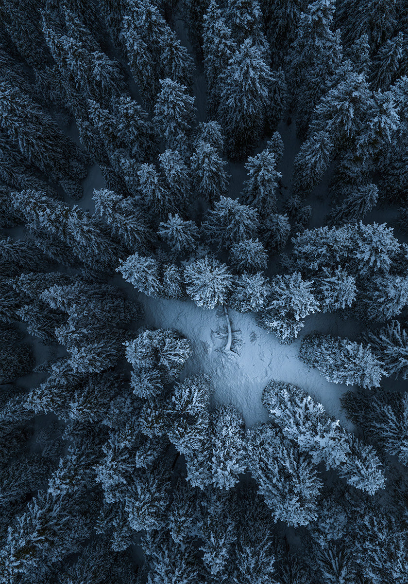 Póster La textura del bosque