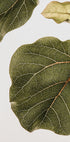 Leaf Vein Tapestry (NEW) - Posterbox