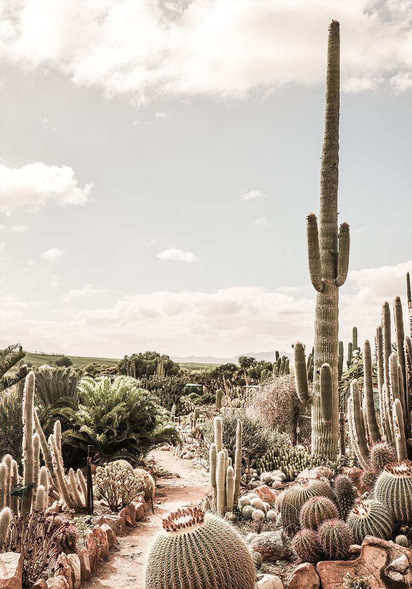 Póster Granja de cactus