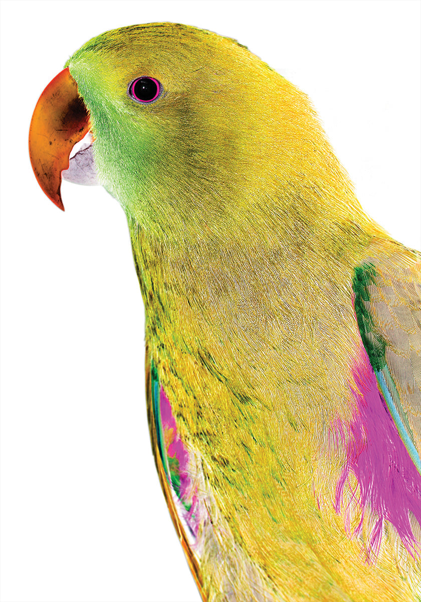 Perfil de loro vibrante