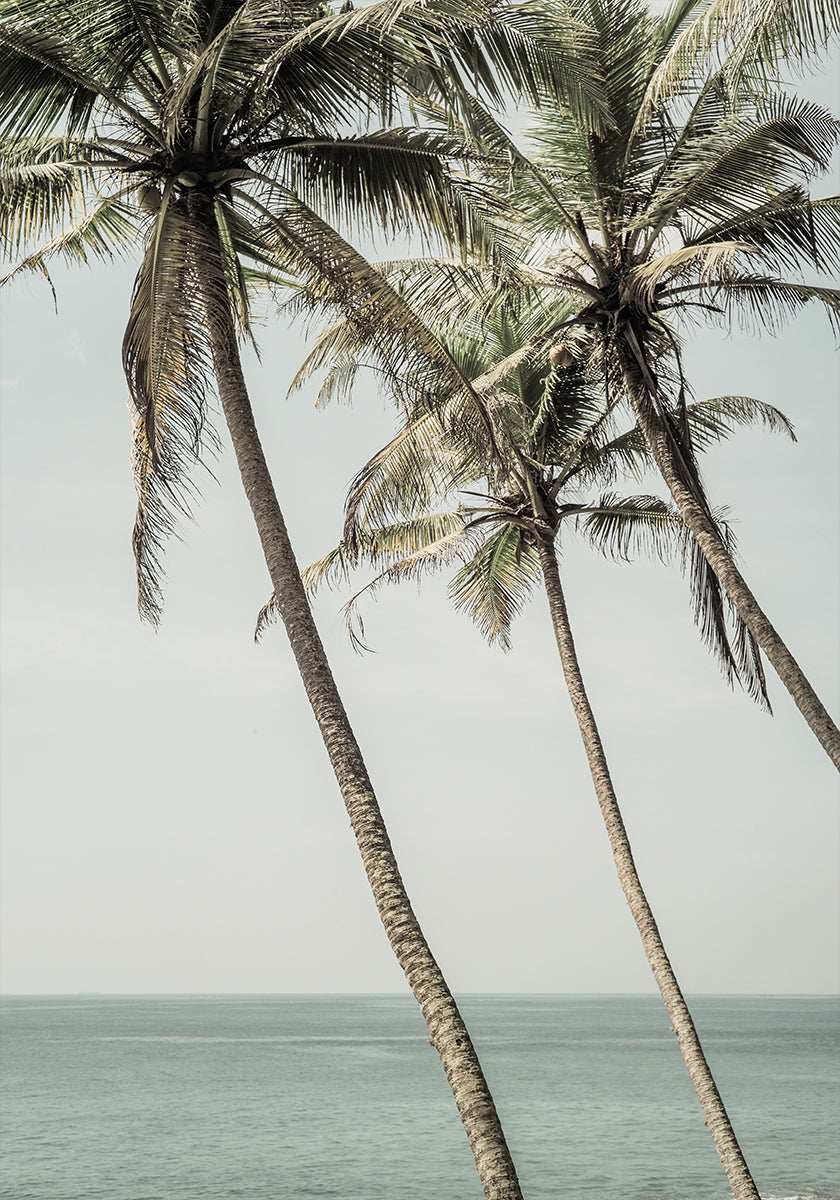 Palmeras brisa del océano Póster