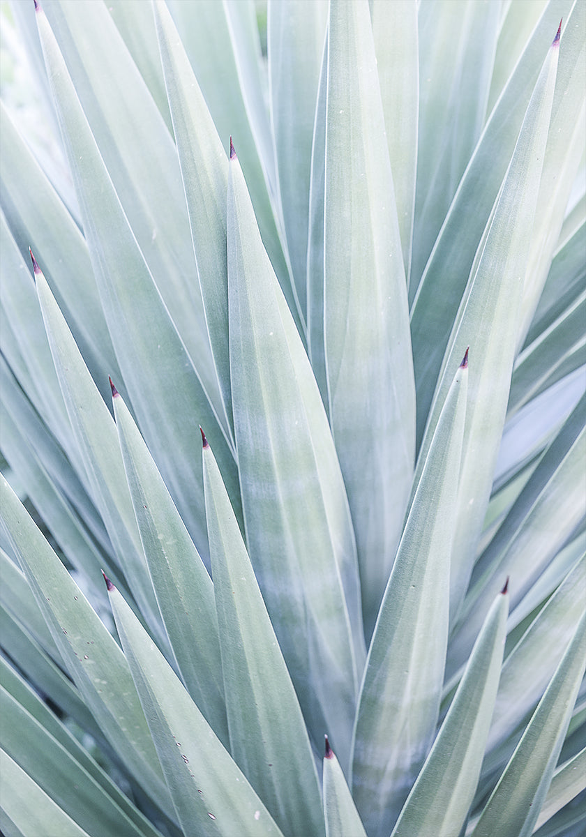 Danza del Agave Azul