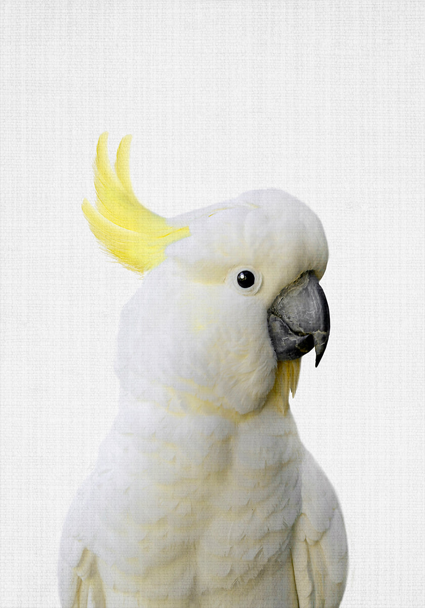 Cacatúa Peekaboo Póster