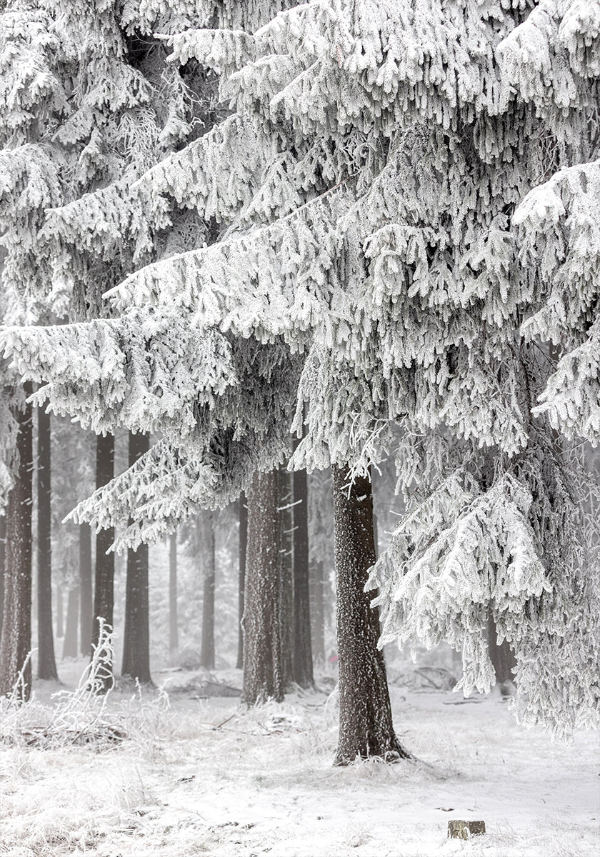 Bosque de invierno 2