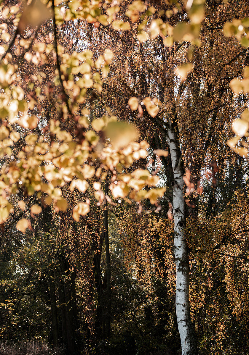 Abedul de otoño