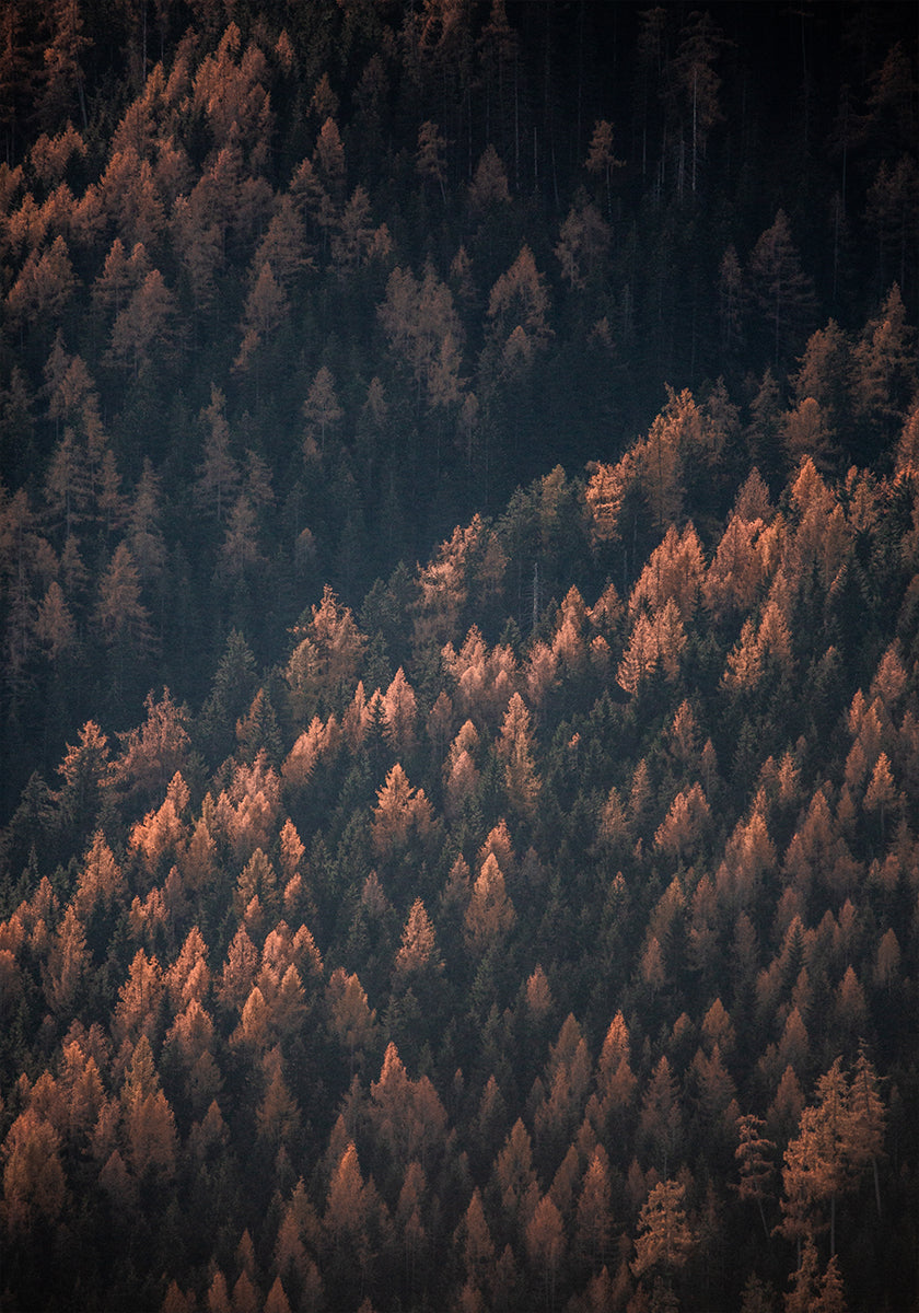 Bosque de otoño 2