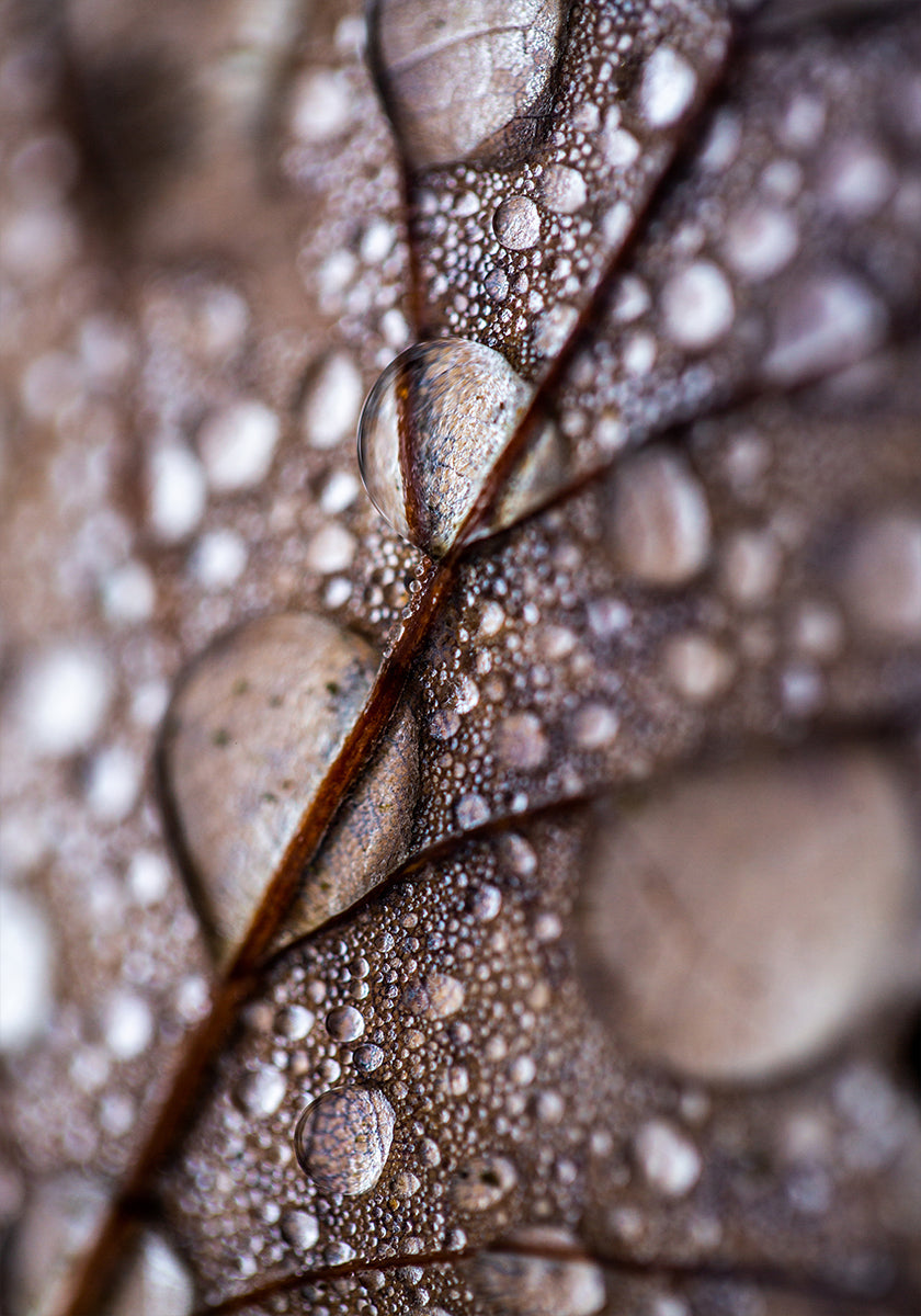 lluvia de otoño