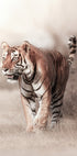 Tiger Walk Plakat - Posterbox.no