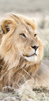 Lion on the Savannah Plakat - Posterbox.no