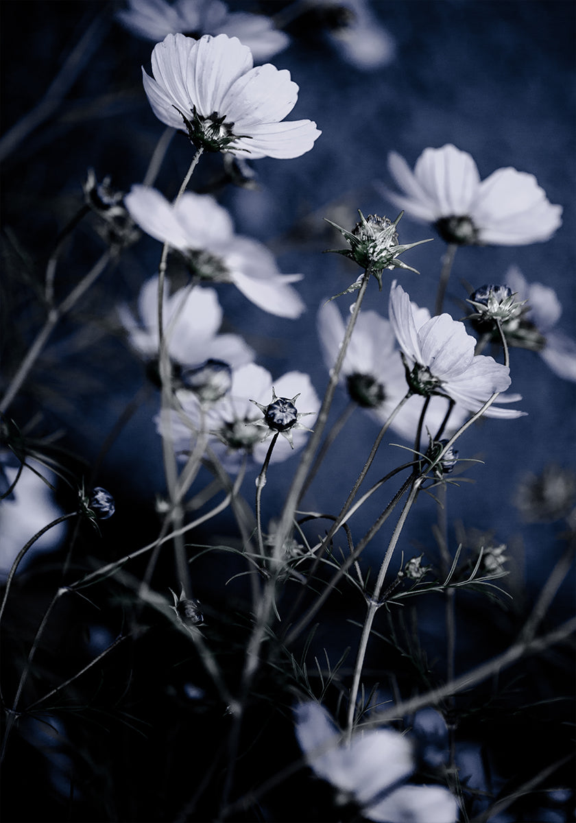 Flores Silvestres 10
