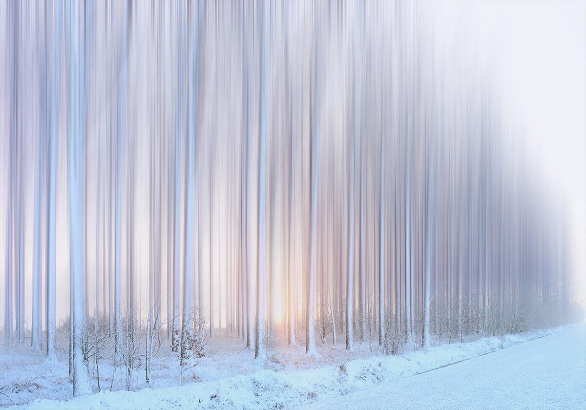 Póster Una cortina de árboles