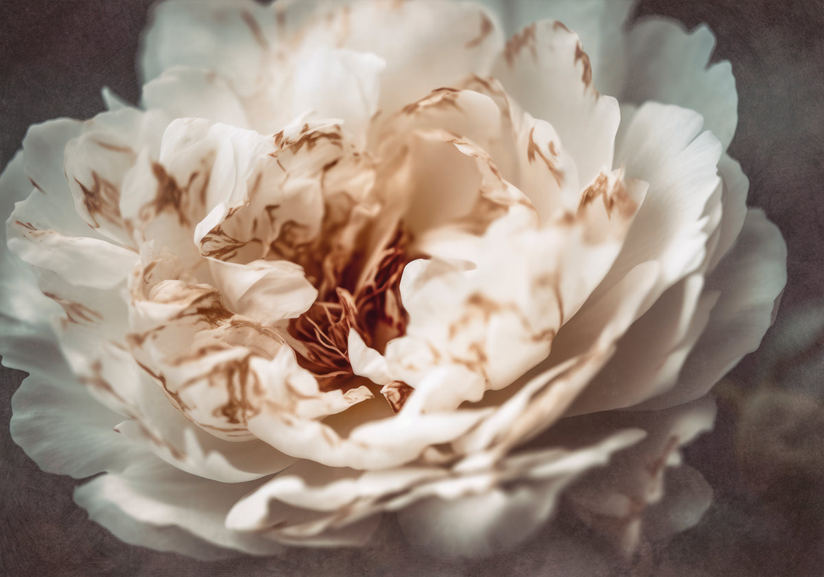 Pétalos de serenidad