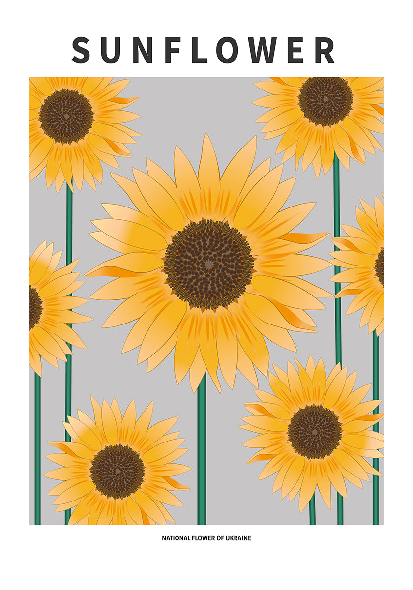 Girasol - flor nacional y Ucrania Póster