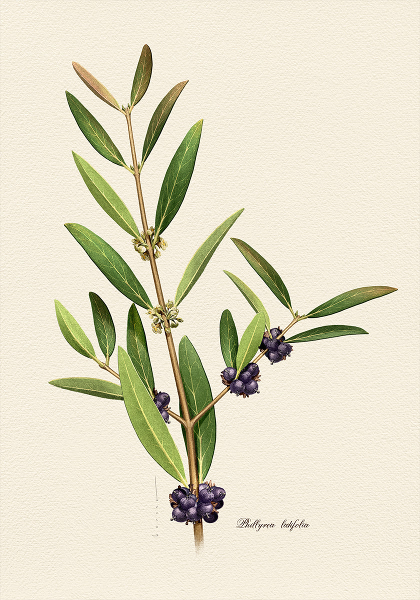 Botánica Phillyrea Latifolia Póster