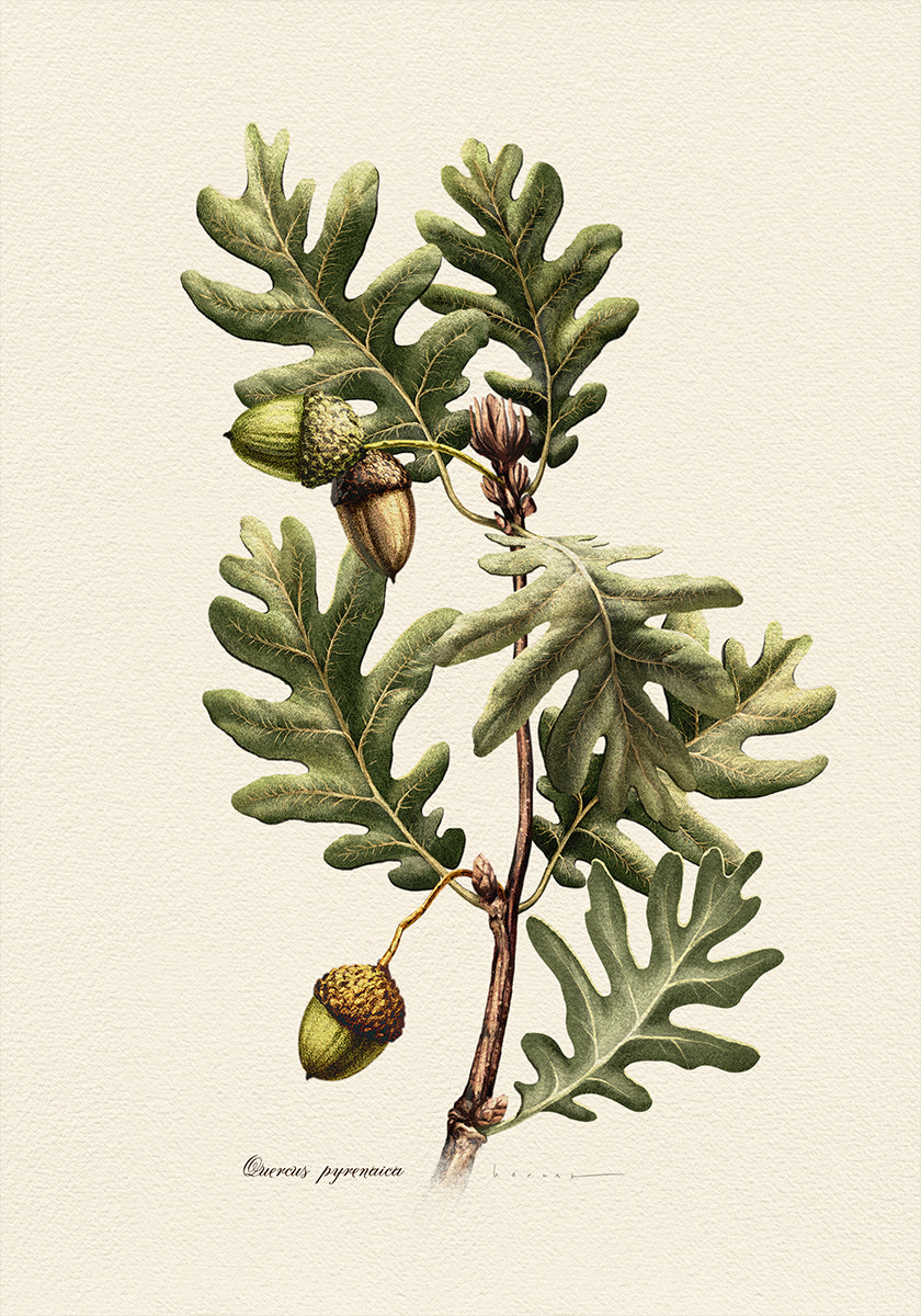 Botánica Quercus Pyrenaica Póster