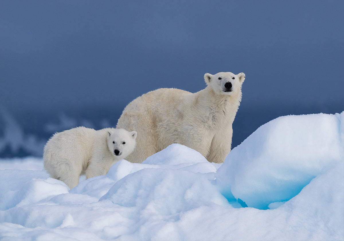 Mamá y bebé Póster