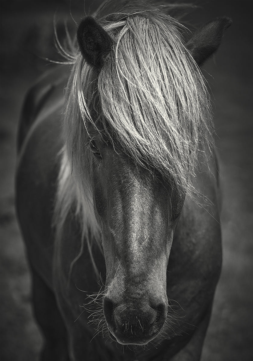Tipo de surf alpino Póster