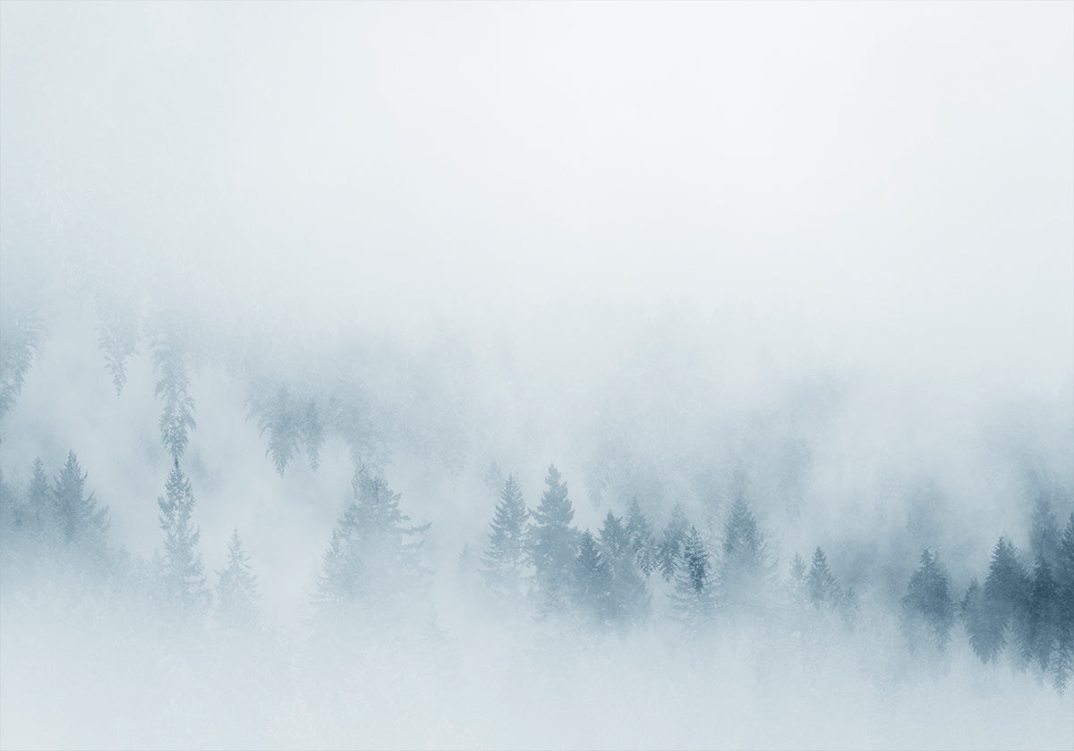 Pinos brumosos Póster