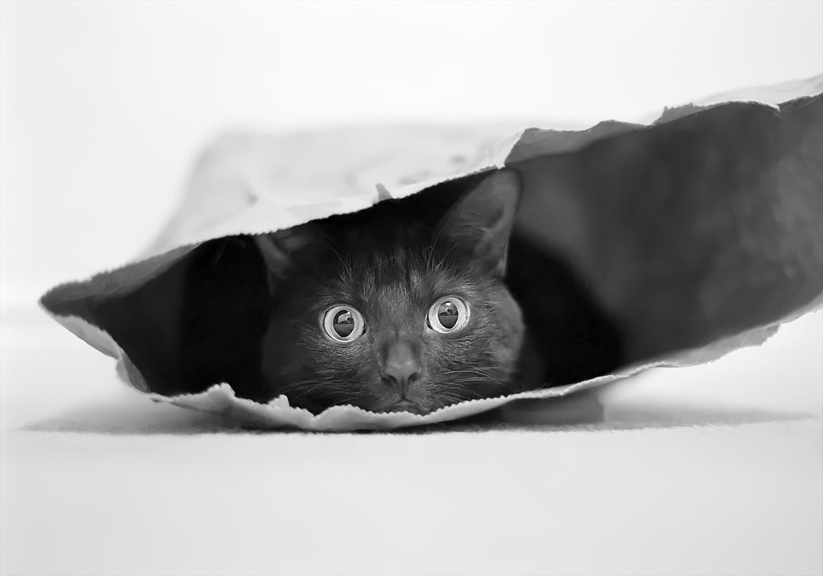 Gato en una bolsa Póster